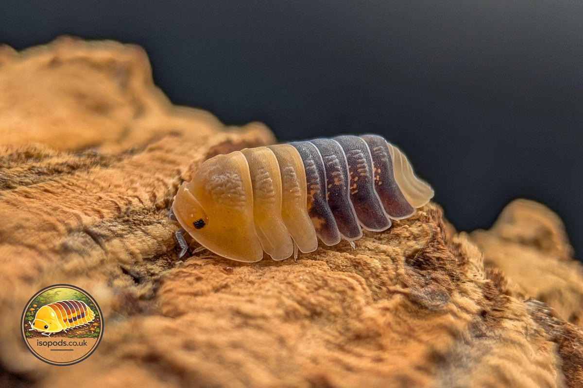 Cubaris Rubber Bee Isopod
