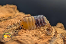 Cubaris Rubber Bee Isopod