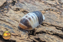 Picture of Cubaris White Shark