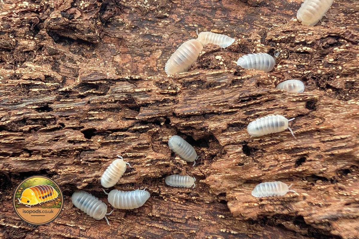 Cubaris Murina Glacier Isopods Group Showing Pale Cream Translucent Adults and Juveniles on Bark