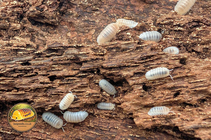 Cubaris Murina Glacier Isopods Group Showing Pale Cream Translucent Adults and Juveniles on Bark