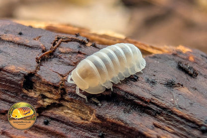 Cubaris Murina Glacier Isopod Close Up Showing Pale Cream Translucent Body on Bark