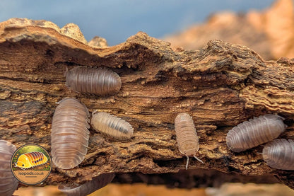 Cubaris Murina Isopods Group Showing Pale Tan Adults and Juveniles on Bark