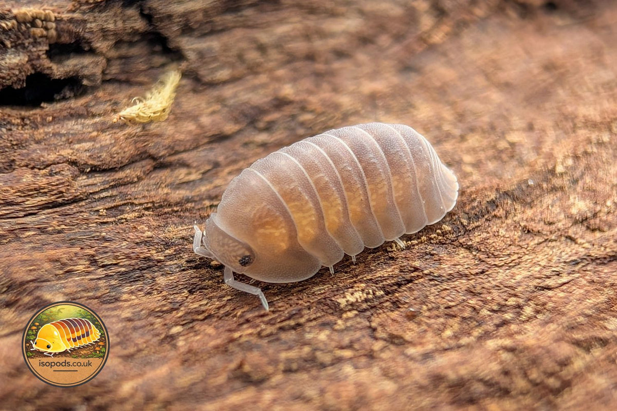 Cubaris Murina Isopod Close Up Showing Pale Tan Body on Bark