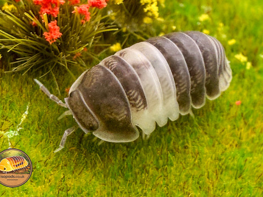 Cubaris Panda King Isopods