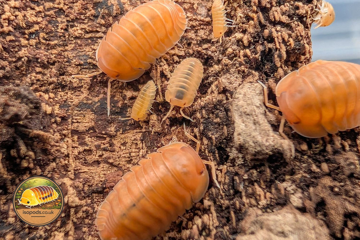 Cubaris Red Edge Orange Isopods Group