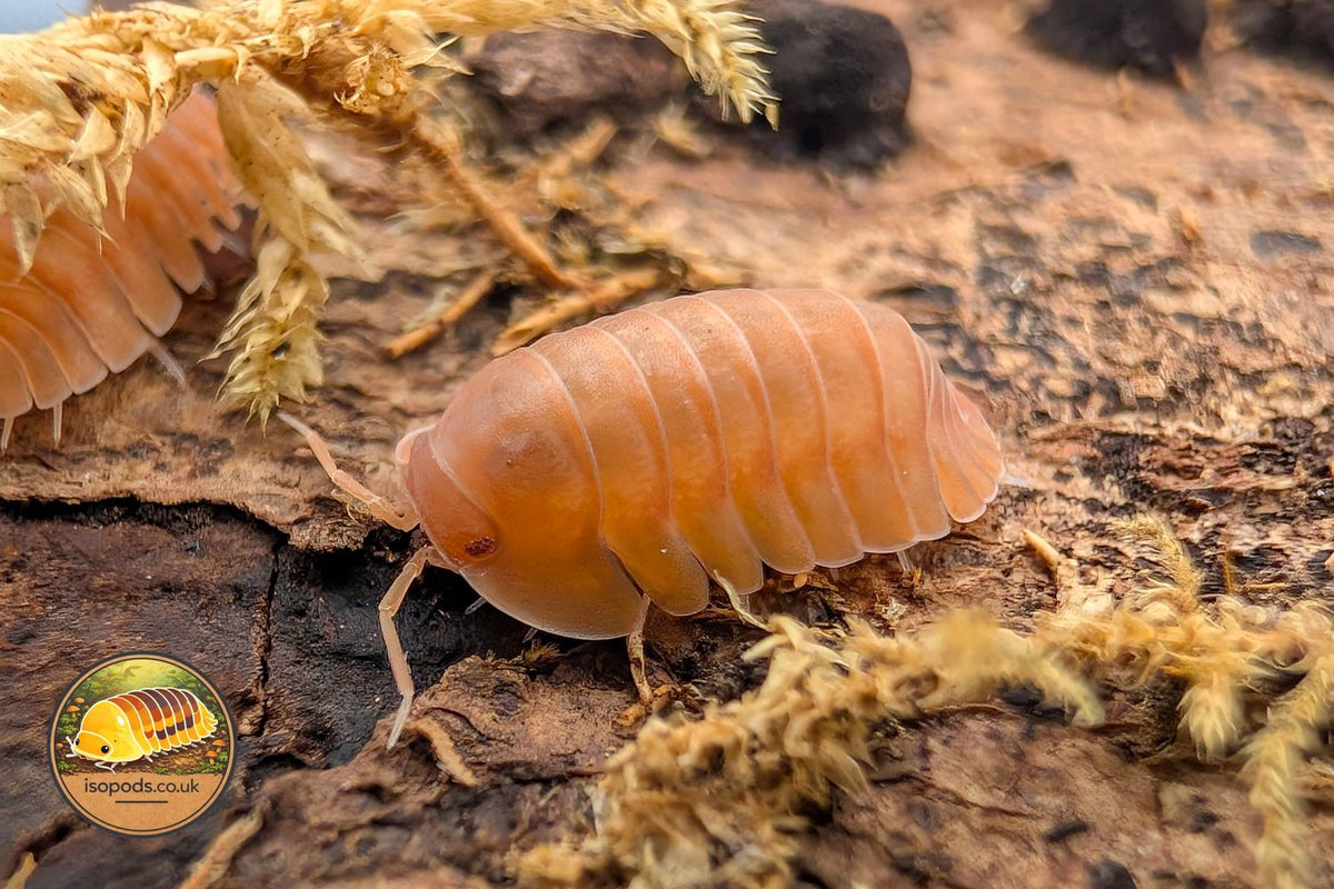 Cubaris Red Edge Orange Isopods Close Up
