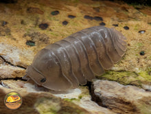 Cubaris "Blue Pigeon" Isopods