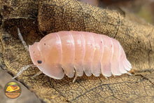 Cubaris "Cherry Blossom" Isopods