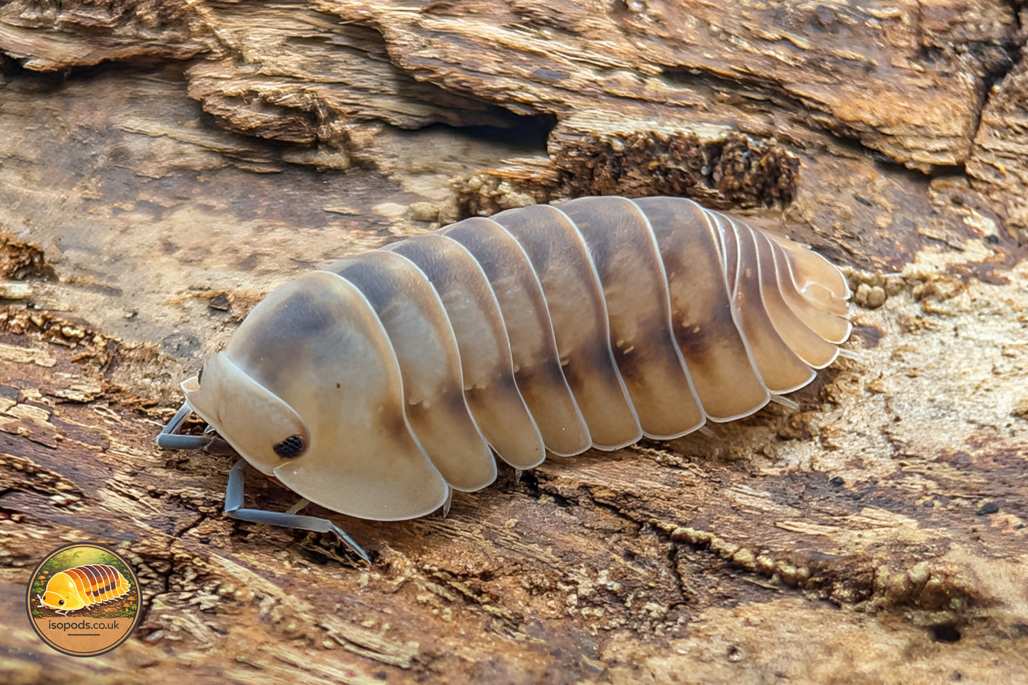 Cubaris "Ice Flower" Isopods