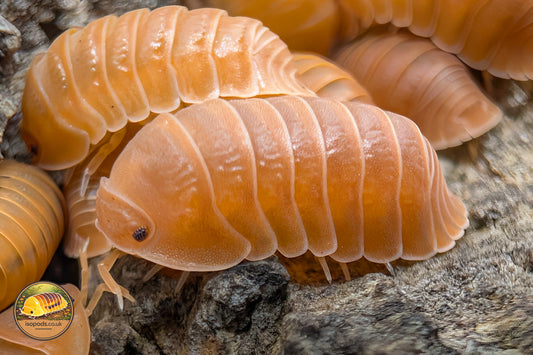Cubaris Murina "Mandarin" Isopods