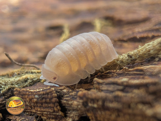 Cubaris "Murina Papaya" Isopods