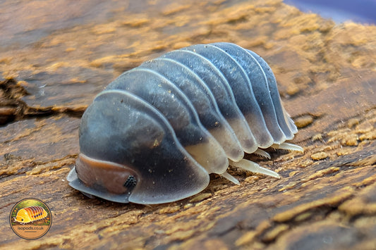 Cubaris "Pak Chong" Isopods