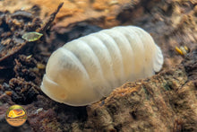 Cubaris "Panda King (Solid White)" Isopods