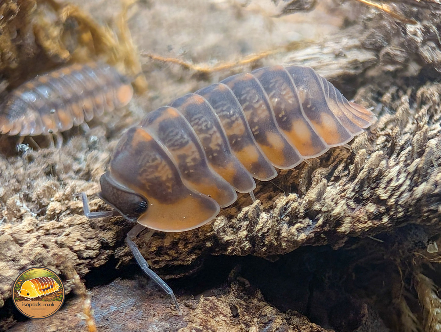 Cuabris "PhiPun Tiger" Isopods