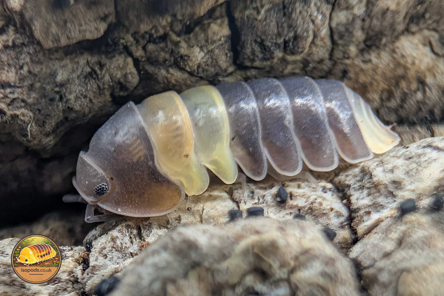 Cubaris "R13 Rubber Ducky" Isopods