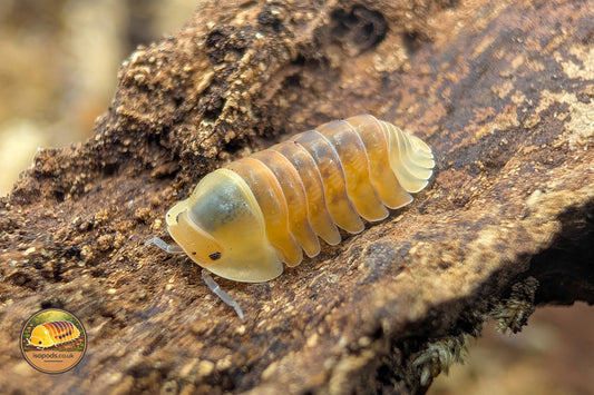 Cubaris "Rubber Ducky (Blonde)" Isopods