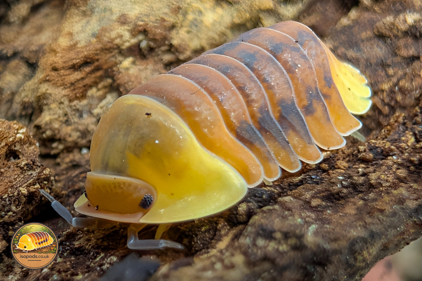 Cubaris "Rubber Ducky (Blonde)" Isopods