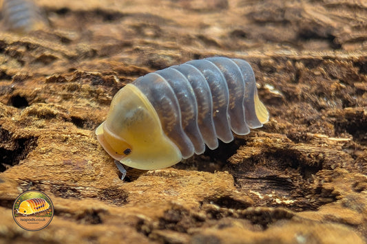 Cubaris "Rubber Ducky" Isopods