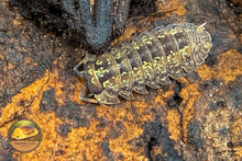 Dryadillo maculatus Zebra Isopod