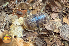 Filipinodillo Leopard Bee Isopod