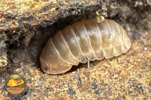 Filipinodillo Nakar Albino Isopod