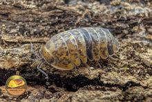 Filipinodillo camsur Isopod