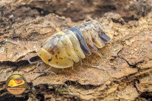 Filipinodillo Labo Yellow Isopod