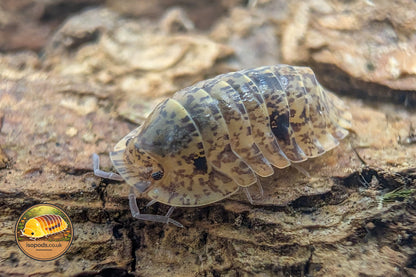 Filipinodillo R5 Giant Isopod