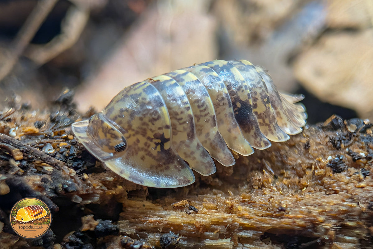 Picture of Filippinodillo bicolano