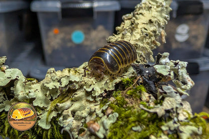 Glomerida sp Vietnam Pill Millipede