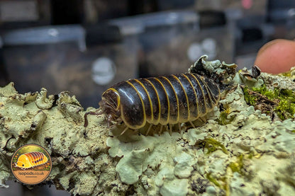 Glomerida sp Vietnam Pill Millipede