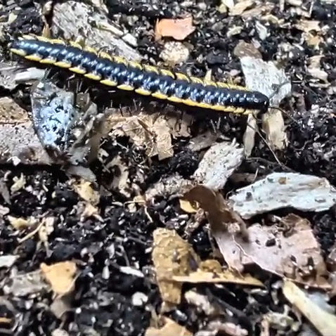 Golden Spikes Flat-backed Millipede Luzonomorpha picea