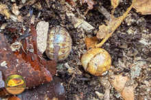 Helleria brevicornis (Giant Cannonball Isopod)