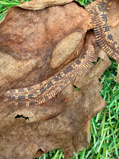 Vietnam Feather Millipede (Brachycybe sp. Vietnam)