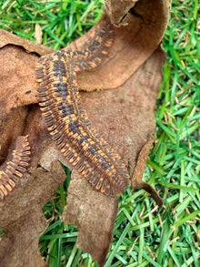 Vietnam Feather Millipede (Brachycybe sp. Vietnam)
