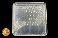 Slime Mould Agar Plates