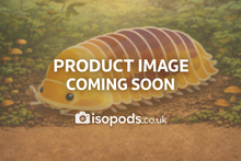 Cubaris "Lemon Blue" Isopods