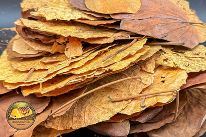 Asian Forest Blend Leaf Litter – Purpurea & Macaranga
