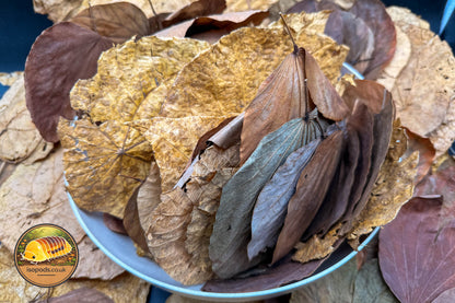 Asian Forest Blend Leaf Litter – Purpurea & Macaranga