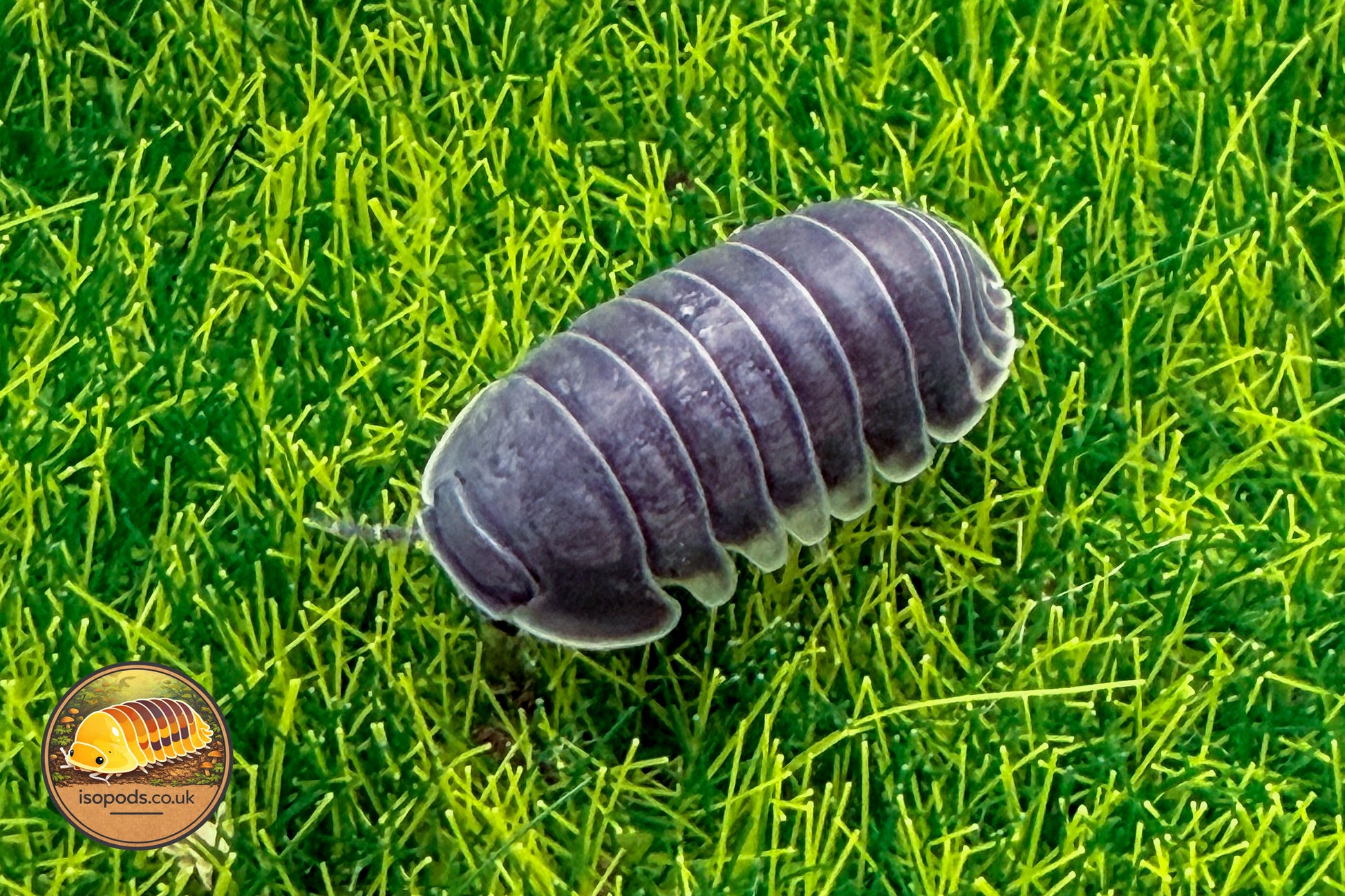 Isopoda “Big Blue”Isopod for Sale UK – Isopods.co.uk