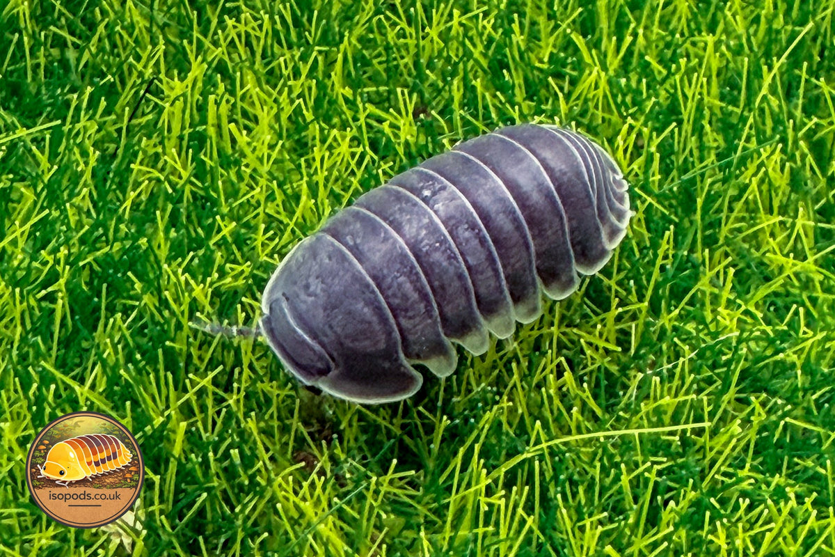 Picture of Isopoda Big Blue