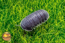 Picture of Isopoda Big Blue
