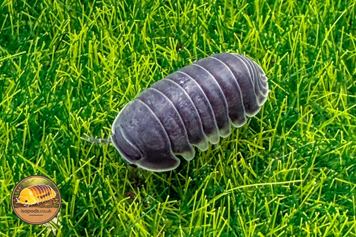 Isopoda “Big Blue”Isopod for Sale UK – Isopods.co.uk