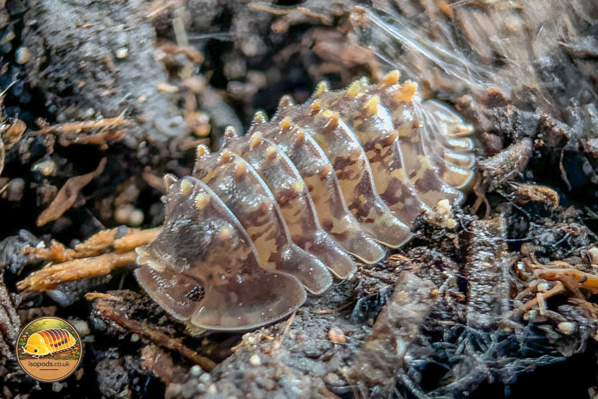 Picture of Isopoda Crocodillo