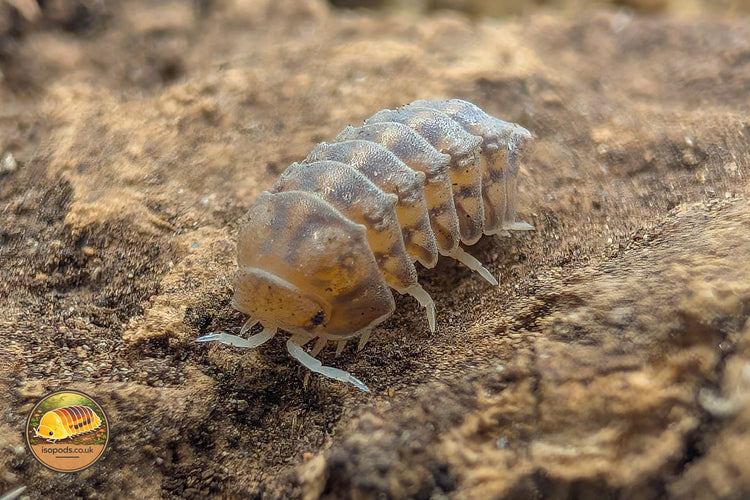 Picture of Isopoda Godzilla