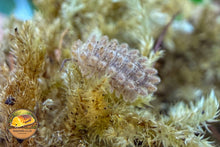 Picture of Isopoda Qilin
