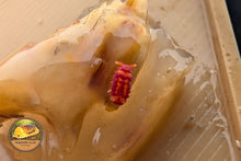 Jollibee springtails