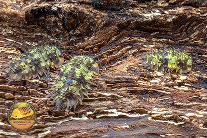 Laureola Dryad Isopod