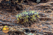 Laureola Dryad Isopod